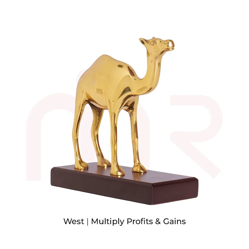 Camel - Multiply Profits & Gains