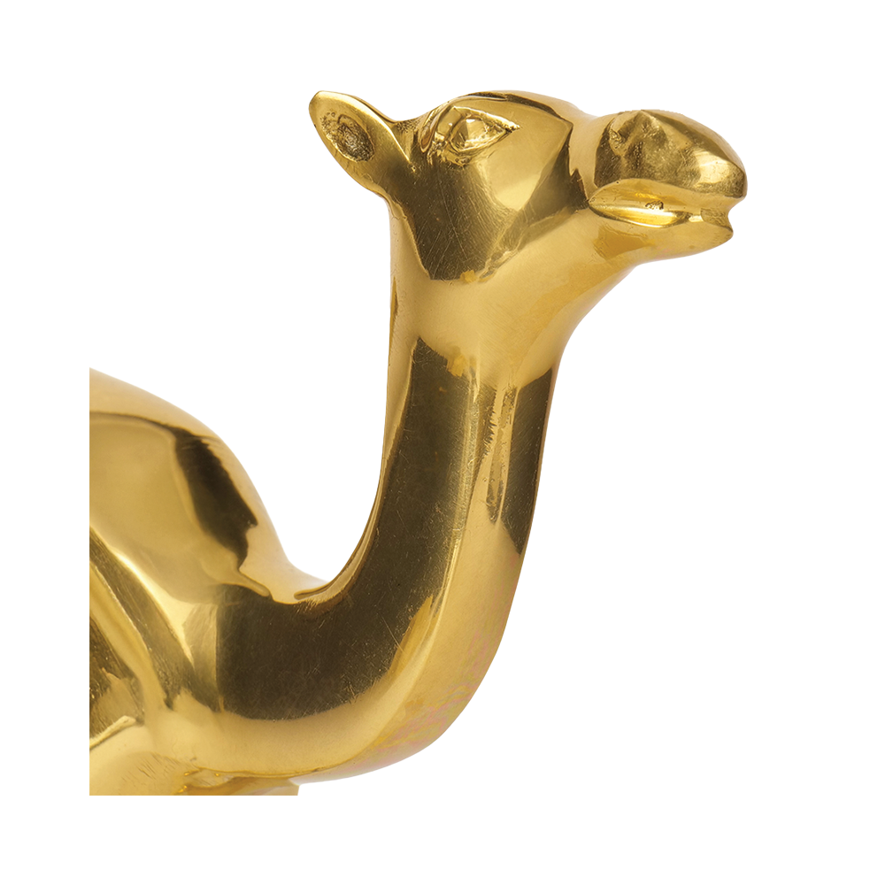 Camel - Multiply Profits & Gains