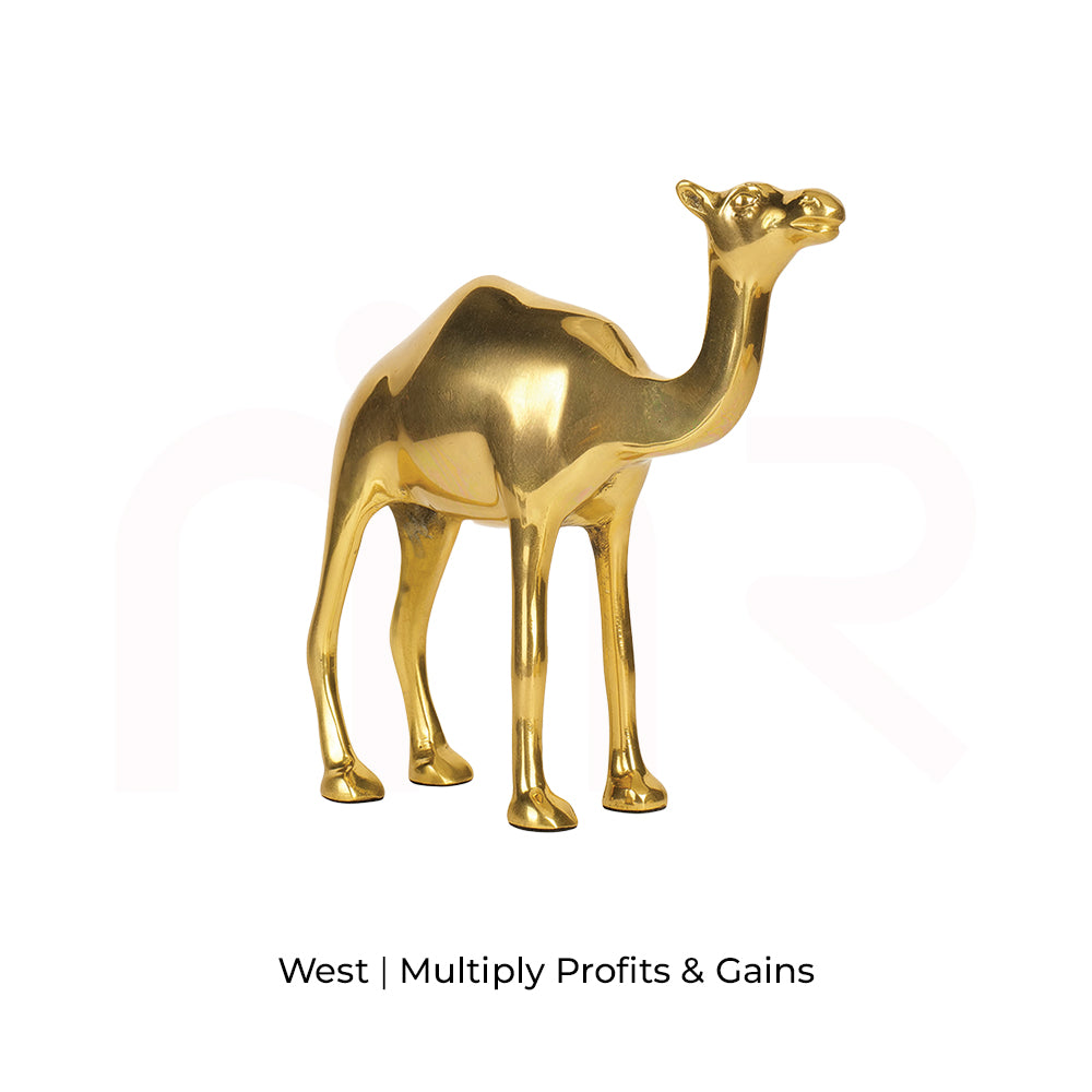Camel - Multiply Profits & Gains
