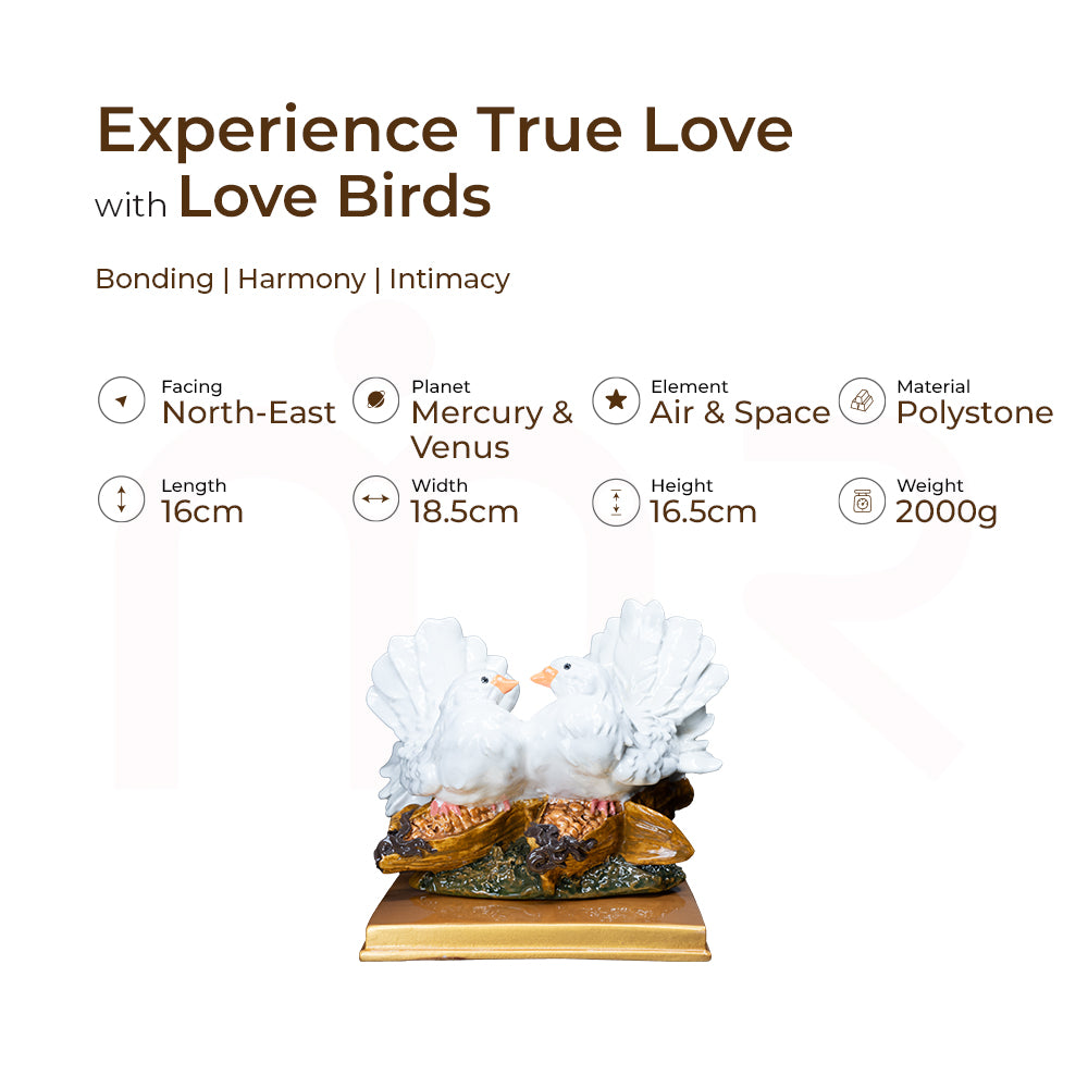 Love Birds/White Pigeons - Experience True Love