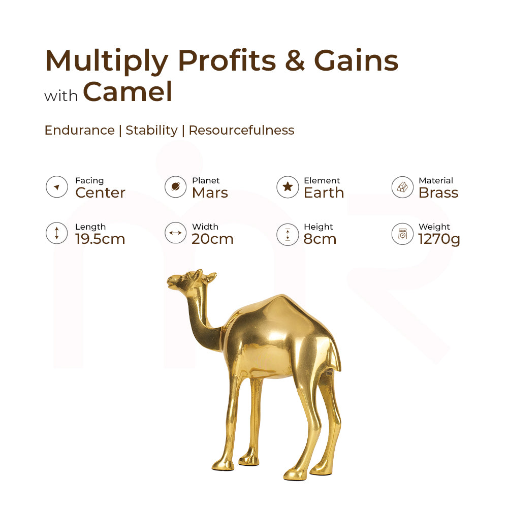 Camel - Multiply Profits & Gains