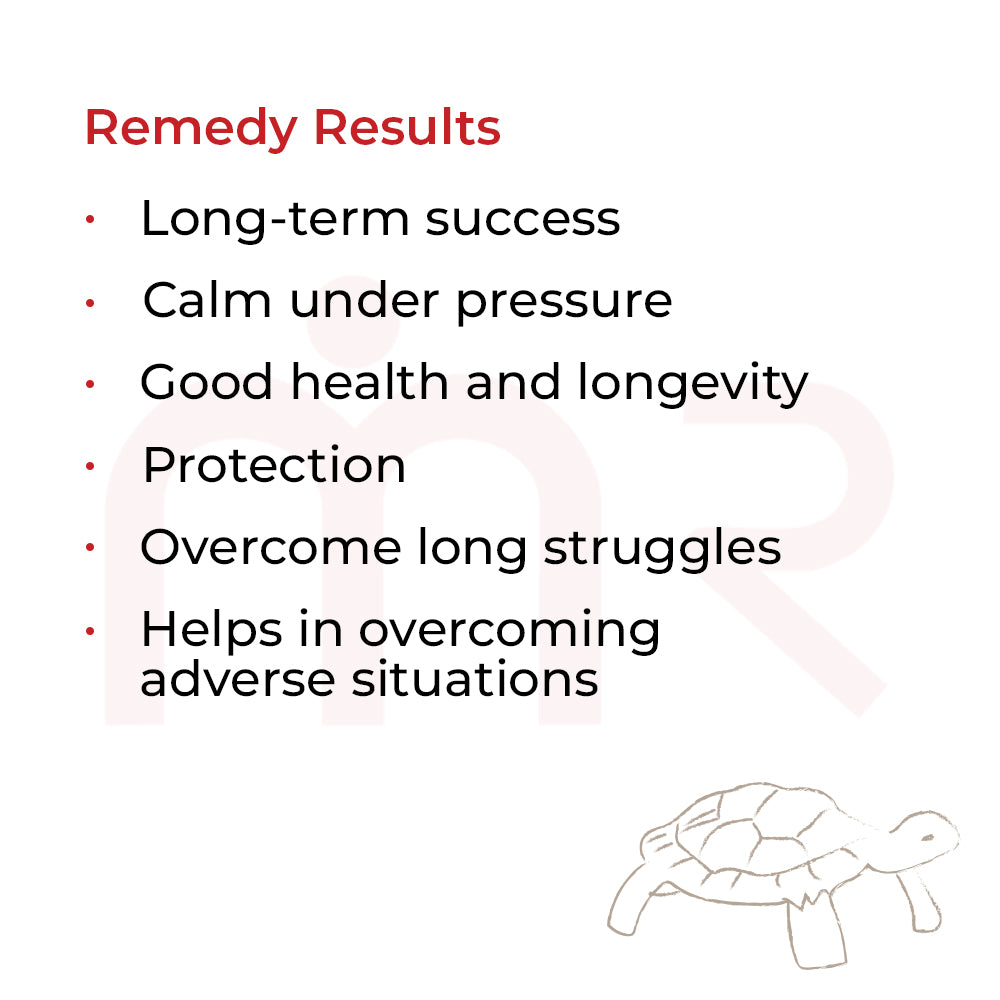 Tortoise - Win Steadily Through Patience